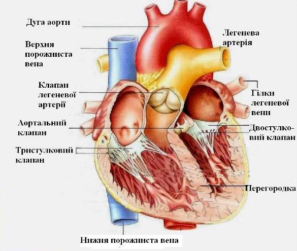 heart