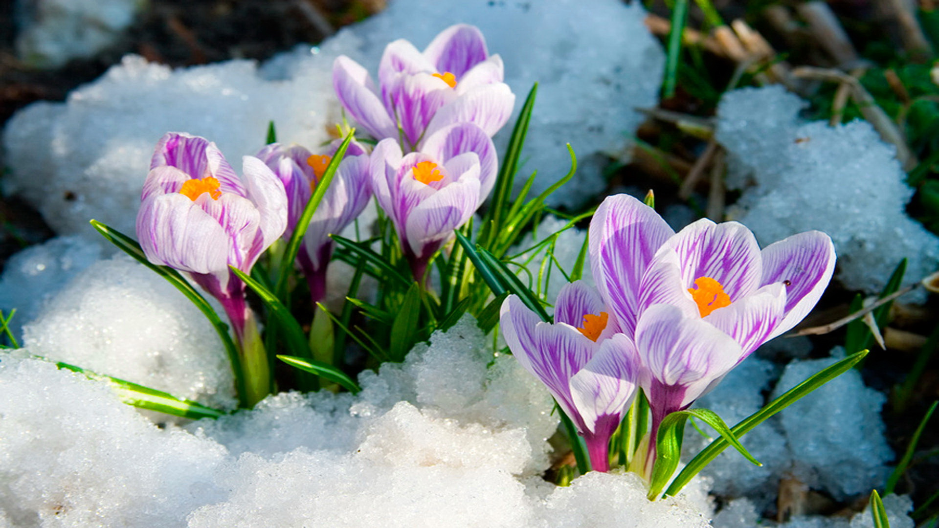 wallpaper.wiki Spring Flowers HD Background PIC WPB00465